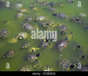 Une communauté de tortues sauvages. Banque D'Images