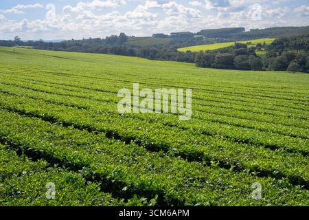 Plantation de thé sur les pentes des collines, comté de Kericho, Kenya. Banque D'Images