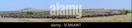 Grande migration des gnous (Connochaetes taurinus) dans l'écosystème Serenegeti. Animaux rassemblés avant de traverser la rivière Mara, Masai Mara NR, Kenya Banque D'Images