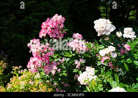 Rosa Mozart hybride musqué rosier avec des grappes de délicates fleurs roses et blanches, montrant un arbuste ornemental luxuriant dans un paysage vert vif. Banque D'Images