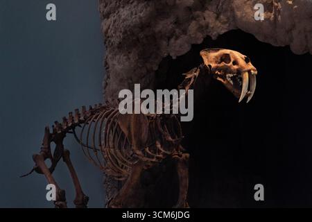 Le squelette d'un tigre à dents de sabre ou smilodon dans le musée maya de cancun Banque D'Images