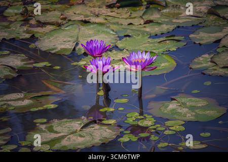 Trois fleurs de lotus violettes vibrantes s'élèvent gracieusement au-dessus de l'eau, entourées de nénuphars verts flottants, créant un sce naturel serein et coloré Banque D'Images
