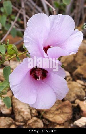 Fleurs de la rose du désert de Sturt (Gossypium sturtianum), territoire du Nord, Australie Banque D'Images