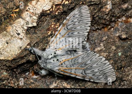 Puss Moth - Cerura Vinula, petite belle papillon des forêts et des forêts européennes, République tchèque. Banque D'Images