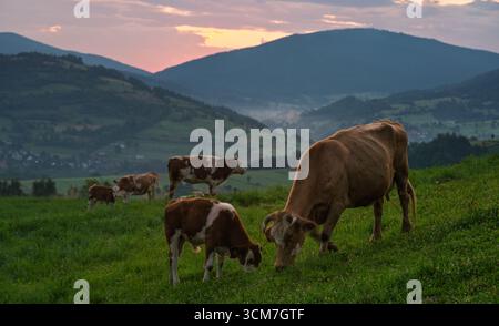 Vaches sur un pâturage de montagne au lever du soleil Banque D'Images