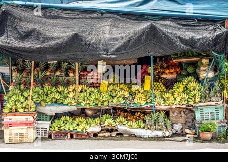 Stalle de fruits tropicaux en plein air vendant une variété de produits frais, y compris de nombreuses grappes de bananes, ananas, noix de coco et autres fruits. Banque D'Images