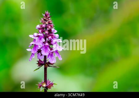 Marais (Stachys palustris) plante à fleurs d'herbe de fleurs sauvages d'été avec une fleur rose d'été communément appelée gardeni de clown's all-Heal Banque D'Images