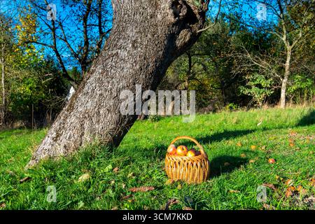 Pommes tombées dans le verger Banque D'Images