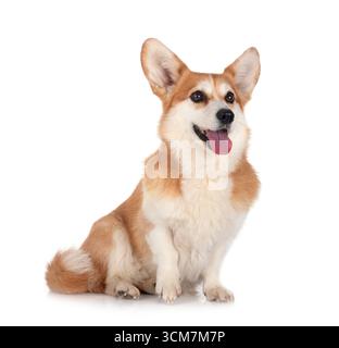 Pembroke Welsh Corgi devant un fond blanc Banque D'Images