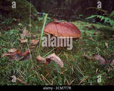 gros champignon d'animal de compagnie parmi l'herbe verte et la mousse dans la forêt. Photo verticale Banque D'Images