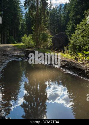Forest Puddle reflétant le ciel bleu. Banque D'Images