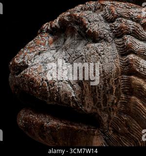 Profil carré fissuré et battu par les intempéries d'un lion de marbre rose sculpté il y a environ 2 000 ans, probablement pour garder une tombe dans la colonie romaine de Mutina, aujourd'hui Modène en Emilie-Romagne, Italie. Deux lions enterrés, probablement fouillés lorsque des bâtisseurs médiévaux ont construit le roman Cattedrale Metropolitana di Santa Maria Assunta e San Geminiano, gardent maintenant la Porta Regia, un portail sud profondément encastré. Banque D'Images