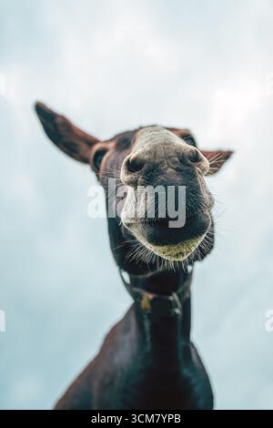 Gros plan grand angle du museau d'âne dans une perspective humoristique. Vue en angle bas. Banque D'Images
