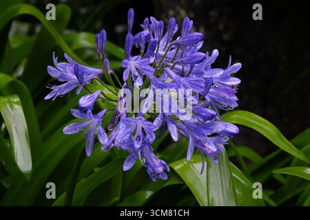 Lis du Nil, genre Agapanthus, en fleurs dans le jardin botanique, parc la Carolina, Quito, Équateur. Banque D'Images