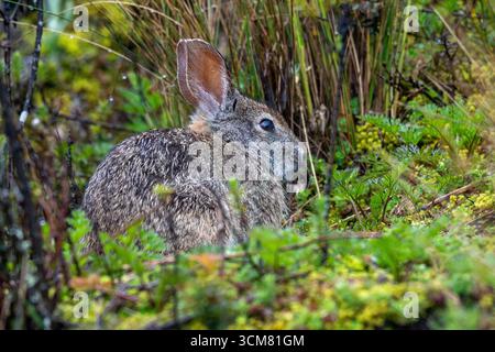 Un tapeti andin, Sylvilagus andinus, caché dans le broussailles du parc national de Cotopaxi en Équateur. Banque D'Images