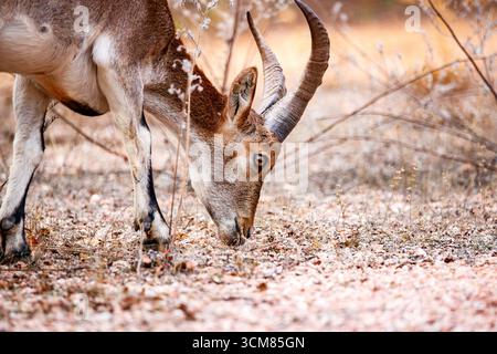Portrait détaillé d'un Ibex sauvage manger Banque D'Images