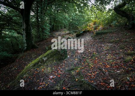 Un des nombreux sentiers à travers Craig Gwladys Country Park à Penscynor, Aberdulais à Neath, pays de Galles du Sud Royaume-Uni Banque D'Images