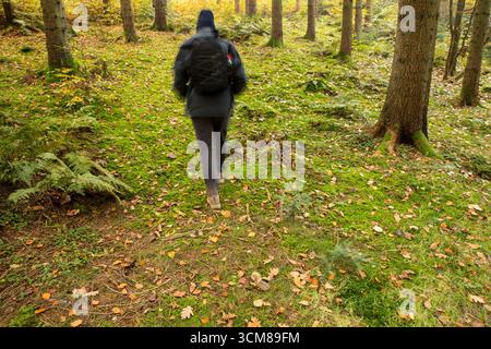 Homme seul randonnée à travers la vibrante forêt de pins d'automne, vue arrière de Solo Traveler avec sac à dos Explorer paisible Woodland Trail dans la nature Banque D'Images
