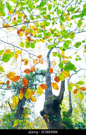 Hêtres (Fagus sylvatica) dans le paysage d'automne de la forêt d'Ucieda dans la vallée de Cabuérniga. Municipalité de Ruente. Région de Saja-Nansa. Cantabrie. SP Banque D'Images