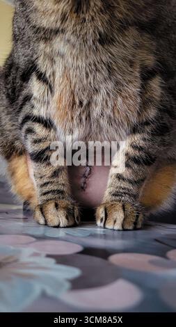 Incision postopératoire fraîche avec points de suture sur le ventre du chat assis Banque D'Images
