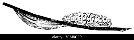 Six-spot burnet, chenille et pupe case sur un brin d'herbe, Zygaena filipendulae, (encyclopédie, 1892), Sechsfleck-Widderchen, Raupe uud Puppengehäuse an einem Grashalm, Zygène du pied-de-Poule, chenille et la chrysalide sur un brin d'herbe Banque D'Images