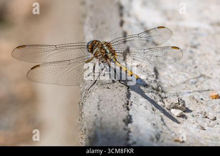 Orthetrum chrysostigma, écumeuse Epaulet femelle, Espagne Banque D'Images