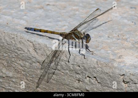 Orthetrum chrysostigma, écumeuse Epaulet femelle, Espagne Banque D'Images