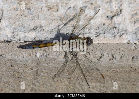 Orthetrum chrysostigma, écumeuse Epaulet femelle, Espagne Banque D'Images