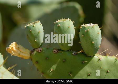 Langue de vache poire à rickly, Opuntia engelmannii var. Linguiformis, dans le Living Desert Zoo & Gardens State Park, Carlsbad, Nouveau-Mexique. Banque D'Images