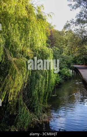 Saule pleureur (Salix babylonica) autour de Christchurch près de Bournemouth , sur le bord du Dorset et du Hampshire avec la New Forest à proximité Banque D'Images