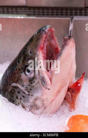 Gros plan de la tête de saumon frais et des filets exposés sur de la glace pilée dans un marché de fruits de mer, mettant l'accent sur la fraîcheur et la qualité Banque D'Images