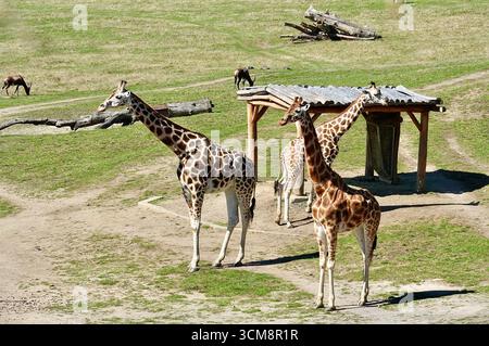 Girafes dans un parc safari Prague Banque D'Images