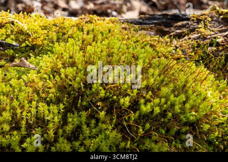 tronc d'arbre avec mousse, bois mort Banque D'Images