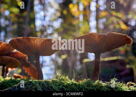 Champignon du miel foncé (Armillaria ostoyae) Banque D'Images