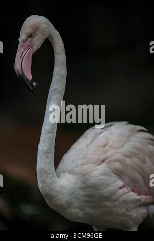 Gros plan d'un grand flamant rose (Phoenicopterus roseus) montrant un plumage rose éclatant, un bec courbé et des yeux frappants, soulignant la beauté exotique des oiseaux. Banque D'Images