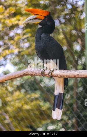 Un Hornbill (rangkong) en captivité à Jatim Park 2, Batu City, Java oriental, Indonésie, mettant en évidence la conservation des oiseaux exotiques et le tourisme de la faune à Sou Banque D'Images