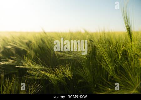 Champ d'orge incandescent sous la lumière du coucher du soleil avec des tiges vertes se déplaçant dans le vent d'été Banque D'Images
