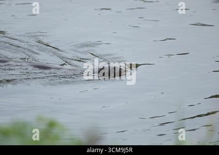 Loutre dans la rivière URE, North Yorkshire Banque D'Images