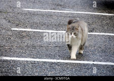 Un chat marchant dans la rue traversant les lignes Banque D'Images