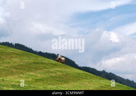 détail de vache alpine dans les montagnes des dolomites Banque D'Images