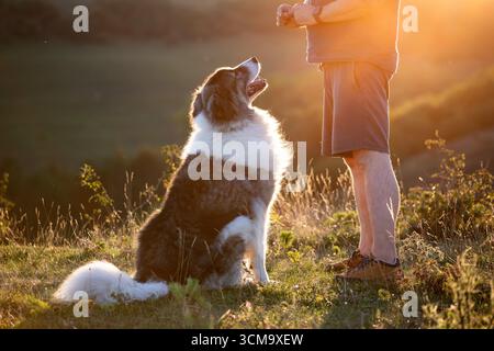 Homme donnant à son chien une récompense de gâterie après un entraînement d'obéissance. Banque D'Images