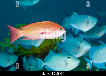 Lyretail Anthias, Redtooth Triggerfish, Pseudanthias squamipinnis, Odonus Niger, Mabini, Luzon, mer des Philippines, Philippines Banque D'Images