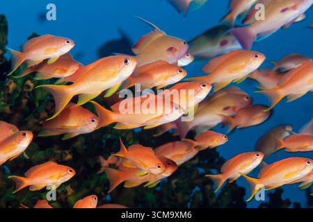 Lyretail Anthias, Pseudanthias squamipinnis, Mabini, Luzon, mer des Philippines, Philippines Banque D'Images