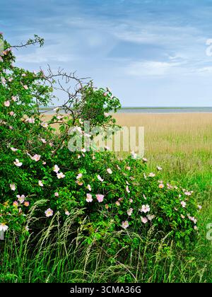 Europe, Danemark, île de Nyord, réserve de biosphère de l'UNESCO, mer du Sud danoise, chien en fleurs rosier devant les prairies de plage Banque D'Images