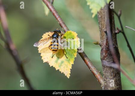 Tourbière (Sericomyia silentis) reposant sur une feuille de bouleau argenté jaune au début de l'automne ou en septembre, Hampshire, Angleterre, Royaume-Uni Banque D'Images
