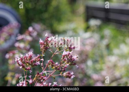 Conception de jardin respectueux des abeilles gros plan de fleurs d'origan et d'abeilles en fleurs Banque D'Images