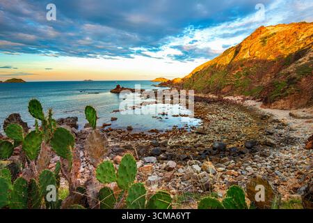 Côte rocheuse avec des plantes de cactus au coucher du soleil à Quy Nhon, Vietnam Banque D'Images