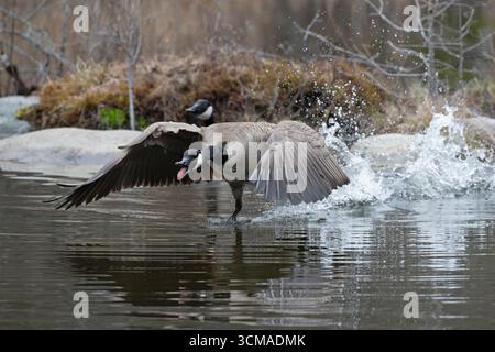 Décollage de l'oie du Canada (Branta canadensis). Avril dans le parc national d'Acadia, Maine, États-Unis. Banque D'Images