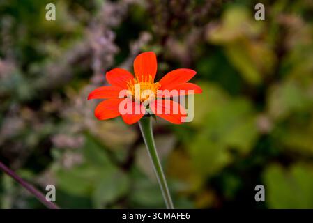 Tithonia rotundifolia « torche » Banque D'Images