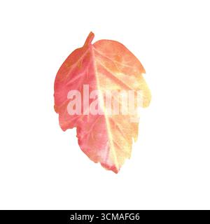 Simple feuille d'aquarelle rouge. Feuille d'automne pour herbier. Élément clipart de Thanksgiving. Décoration de moisson d'automne. Illustration aquarelle dessinée à la main pour s Banque D'Images